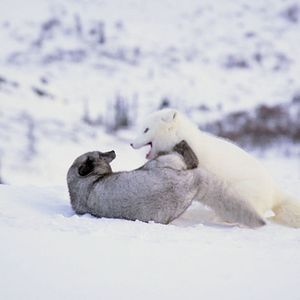 Bilder Die Abenteuer von Kina & Yuk