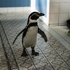 Bilder Die Chaosschwestern und Pinguin Paul