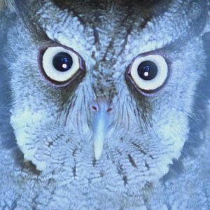 Bilder It is Night in America