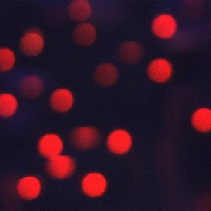 Bilder It is Night in America