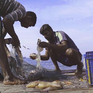 Bilder Against the Tide