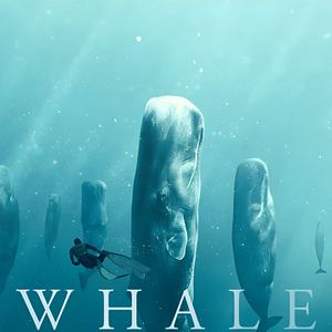 Bilder Wale mit Steve Backshall