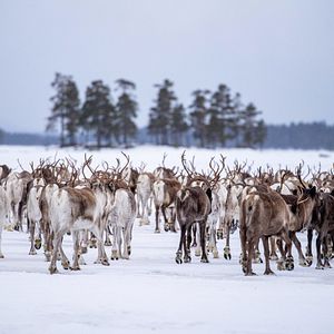 Bilder Beyond Tradition - Kraft der Naturstimmen