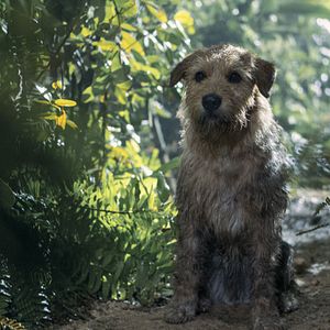 Bilder Arthur der Große