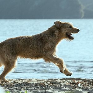 Bilder Arthur der Große