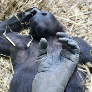 Bilder Der unsichtbare Zoo