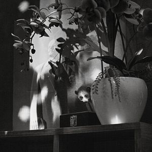 Bilder Cu Li khong bao giờ khoc