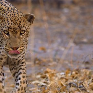 Bilder Die Sprache der Erde