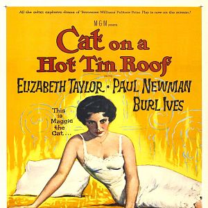 Bilder Die Katze auf dem heißen Blechdach