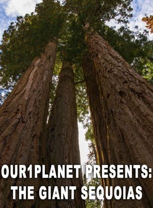 Our1Planet Presents: The Giant Sequoias