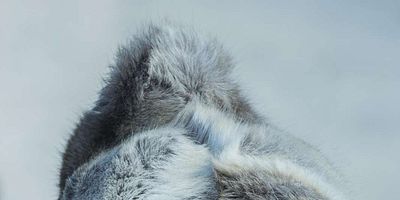 Poster der Serie Horrible from Supper