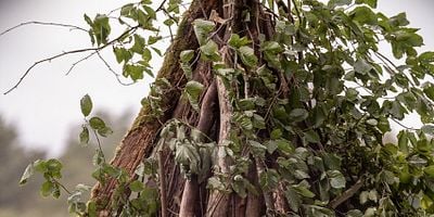 Poster der Serie Das Testament