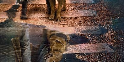 Poster der Serie Son of a Gun