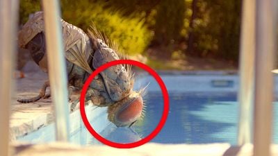 bild aus der news 91% bei Rotten Tomatoes: Heute Abend läuft die wohl abgedrehteste Komödie der letzten 10 Jahre