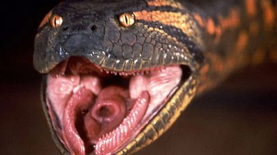 bild aus der news Kult-Tier-Horror mit überraschend vielen Sequels bekommt Remake – vom Regisseur des ultimativen Nicolas-Cage-Films