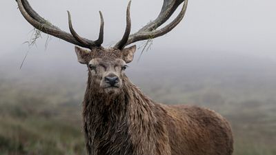 bild aus der news Eine Krönung fürs Heimkino: Bald erscheint diese Netflix-Rekordserie als majestätische Komplettbox!