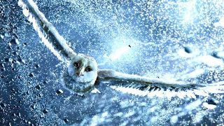 bild aus der news Neuer Trailer zu Zack Snyders "Die Legende der Wächter"