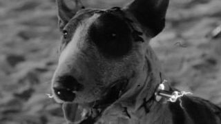 bild aus der news "Frankenweenie": Burton hat Synchron-Cast zusammen