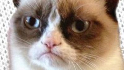 bild aus der news Vorsicht motzige Katze: Das berühmte Internet-Meme "Grumpy Cat" bekommt einen eigenen Film