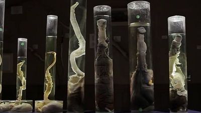 bild aus der news Auf der Suche nach einem Penis-Spender: Erster Trailer zur Dokumentation "The Final Member" über das weltweit einzige Penis-Museum