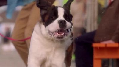 bild aus der news Hund Beethoven ist zurück: Erster Trailer zu "Beethoven's Treasure Tail" mit Udo Kier