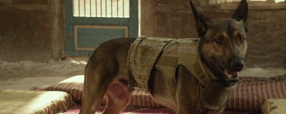 bild aus der news Auf den Spuren von "American Sniper": Ein tierischer Kriegsheld im ersten Trailer zu "Max"