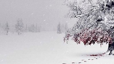 bild aus der news Ein mutierter Bär jagt Top-Models im Trailer zum Tier-Horror "Unnatural"