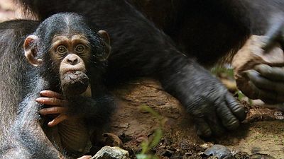 bild aus der news Michael Jacksons Leben aus Sicht eines Affen: Aus Blacklist-Drehbuch "Bubbles" wird Stop-Motion-Film