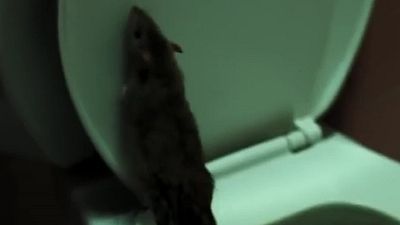 bild aus der news So gar nicht wie "Ratatouille": Im ersten Trailer zu "Rats" läuft es einem eiskalt den Rücken runter