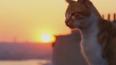 "Kedi": Viel süßes Fell im Trailer zur Doku über Istanbuler Straßenkatzen