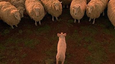 Die garantiert einschläferndste Bildergalerie aller Zeiten: Schäfchen zählen mit FILMSTARTS!