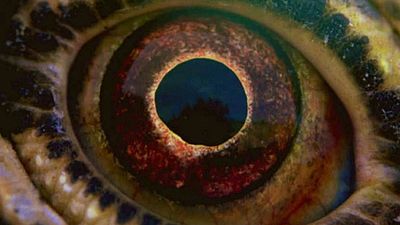 bild aus der news "Voyage Of Time: Life's Journey": Deutscher Trailer zur bildgewaltigen IMAX-Doku von Terrence Malick