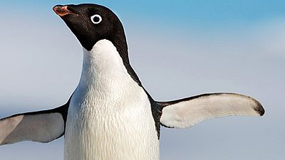 bild aus der news Lernt Steve kennen: Trailer zur Disney-Dokumentation "Penguins" über einen süßen Pinguin