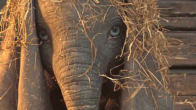 bild aus der news "Dumbo": Der erste Trailer zu Tim Burtons Neuverfilmung des Disney-Klassikers