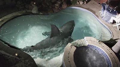 bild aus der news Trailer zu "The Burning Kiss": Ein Hai im Pool und blutige Scheren im Bett