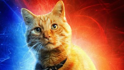 bild aus der news Die süße Katze aus "Captain Marvel" hat tatsächlich ein fieses Geheimnis