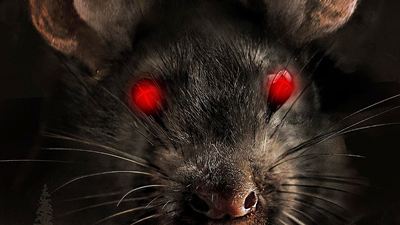 Monsterratten-Blutbad auf dem Campingplatz: Trailer zum Trash-Horror "Big Bad Rat"