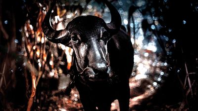 bild aus der news Jetzt im Kino: Der wohl wildeste und wahnsinnigste Film des Jahres