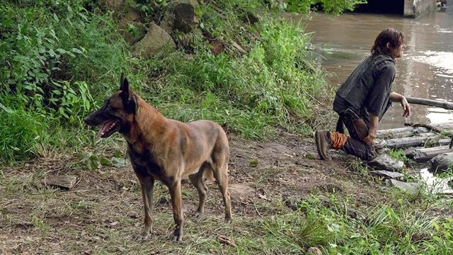 "Bester TV-Kumpel ever": Norman Reedus trauert um verstorbenen "The Walking Dead"-Hund