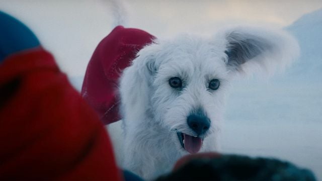 bild aus der news "Krypto als Baby ist so süß!": Der neue Trailer zu "Supergirl" begeistert die DC-Fans