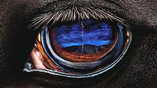 bild aus der news Termin steht fest: Der Regisseur des zweitbesten Films 2022 sagt "Avatar 3" mit neuem Projekt den Kampf an