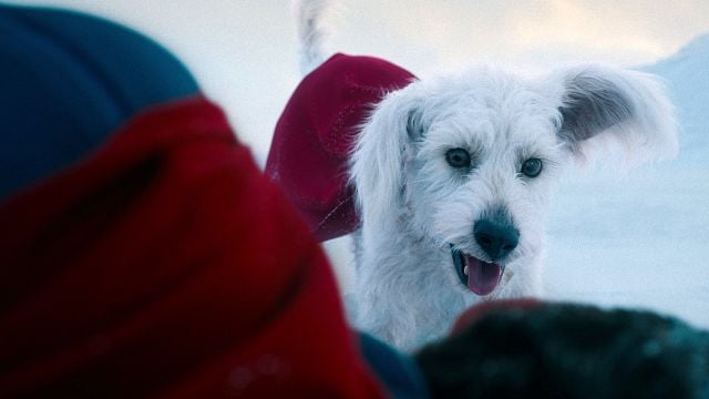 Der Szenendieb im "Superman"-Trailer: Regisseur James Gunn verrät, warum Krypto alles andere als ein guter Hund ist