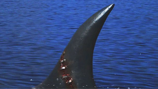 bild aus der news Was für ein Trash! Trailer zum komplett bescheuert aussehenden Hai-Horror "Sharkenstein"