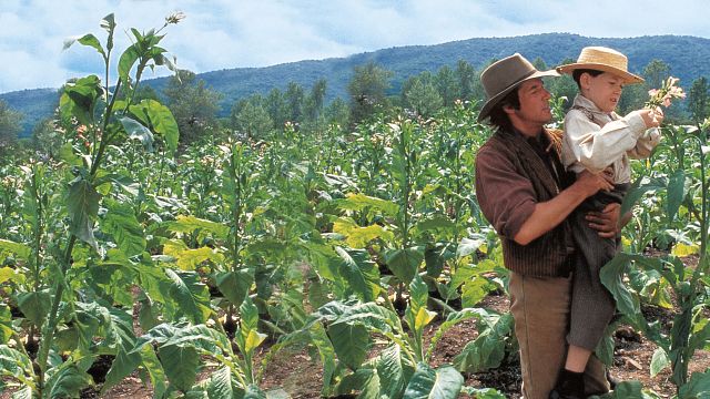 bild aus der news Heute Abend könnt ihr einen der stärksten Liebesfilme der 1990er-Jahre streamen - mit zwei Hollywood-Stars in den Hauptrollen