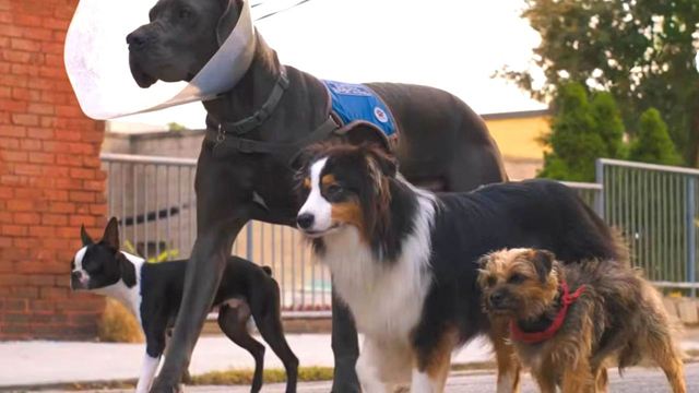 Halluzinogene Pilze & Bier aus Mülltonnen: Im Trailer zu "Doggy Style" lassen es Will Ferrell & Jamie Foxx als Straßenhunde richtig krachen