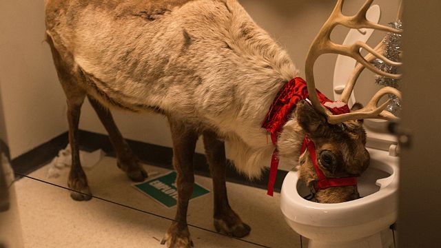 bild aus der news Feiern bis das Rentier aus dem Klo trinkt im neuen Trailer zu "Office Christmas Party" mit Jennifer Aniston