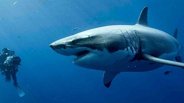 Der Hai-Horror geht weiter: Erster Trailer zu "47 Meters Down 2"