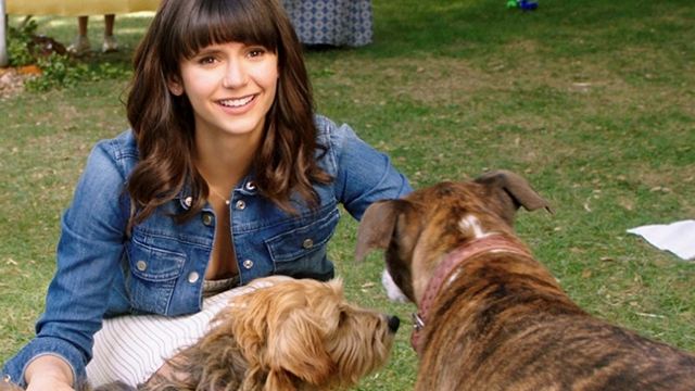 Trailerpremiere zu "Dog Days": Ein "Stranger Things"-Star, eine Netflix-Prinzessin und jede Menge Hunde