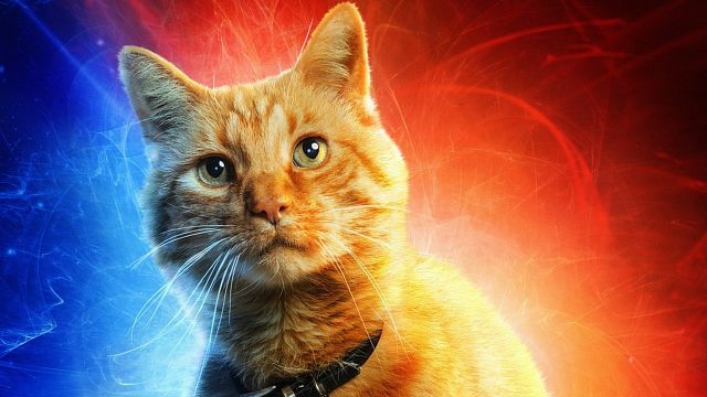 bild aus der news Die süße Katze aus "Captain Marvel" hat tatsächlich ein fieses Geheimnis