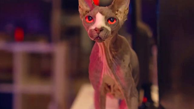 bild aus der news Nach "Friedhof der Kuscheltiere" kommt "Friedhof am Ende der Welt": Deutscher Trailer zum Horror-Abklatsch